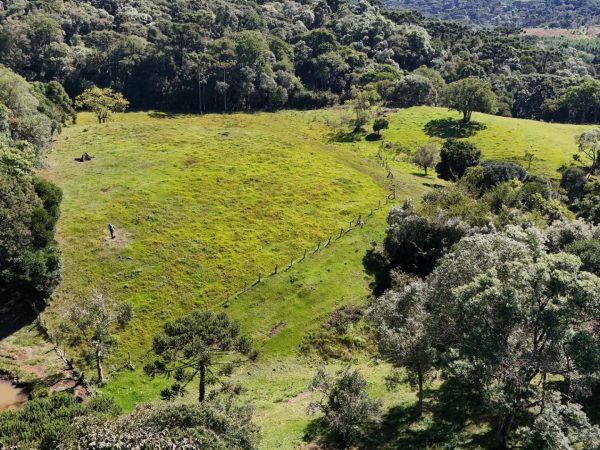 Chácara à venda 5 Alqueires Palmeirinha