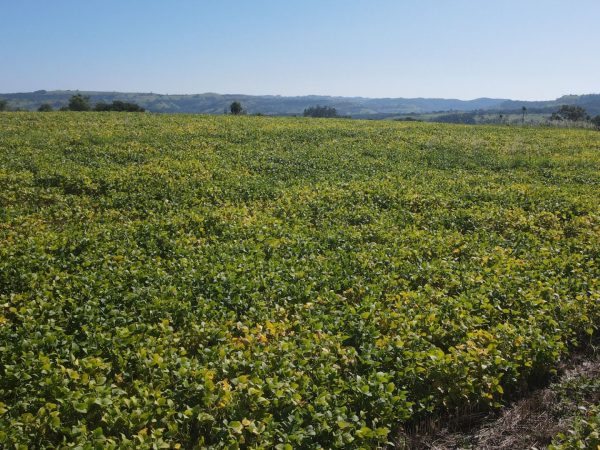 Fazenda à venda 275 alqueires Guaraniaçu