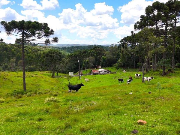 Fazenda à venda 18 alqueires Guarapuava