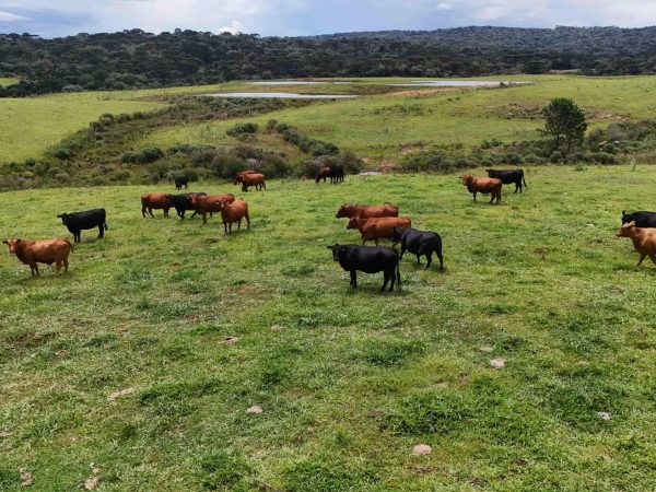 Fazenda à venda 72 alqueires Guarapuava