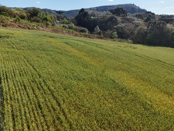 Chácara à venda 1.2 alqueires Guarapuava
