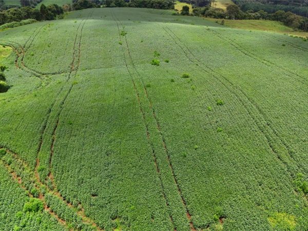 Chácara à venda 7 alqueires Guarapuava