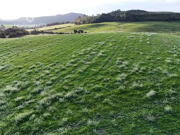 Fazenda à venda 82.6 alqueires Campina do Simão