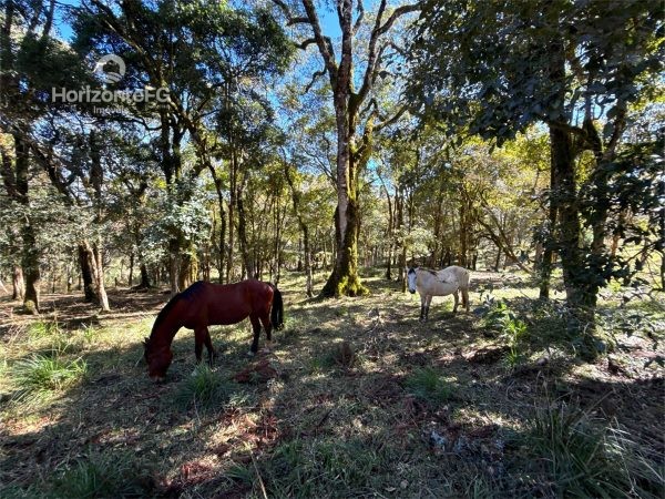 Chácara à venda 7 alqueires Guarapuava
