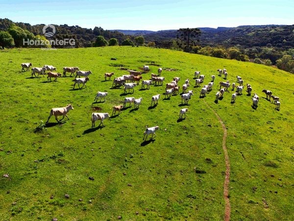 Fazenda à venda 45 alqueires Guarapuava