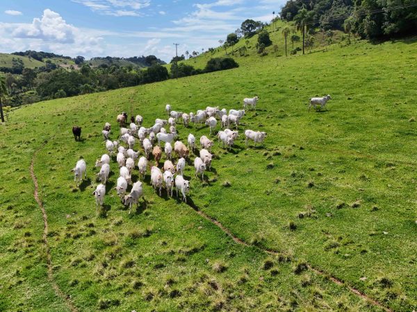 Chácara à venda 10 alqueires Candói – PR