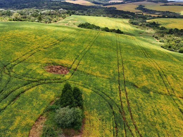 Fazenda à venda 51.5 alqueires Palmeirinha
